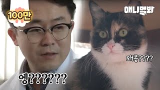 임신한 길고양이를 3개월 동안 보살펴줬는데.. 충격 반전ㅣShocking Plot Twist Awaits A Cat Who Thought To Be Pregnant