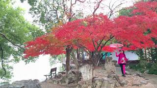 紅楓一年好景君须记平湖秋月杭州西湖十景之一