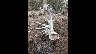 Giant Deer Sheds With Colby Milne Part Two!