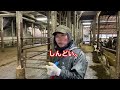 待機場の掃除【作業動画3】※お食事中は見ないでね。@木下牧場