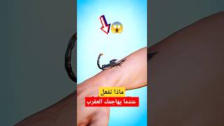 احذر من العقرب: ما لا تعرفه عن لسعاته القاتلة! 🦂