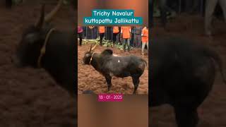 Trichy Jallikattu at Navalur kuttapattu on 18- 01-2025