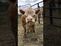 23 cute and funny cow videos compilation 😀 shorts