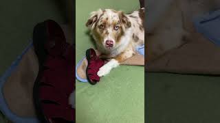 それダメなやつ！Part.2【オーストラリアンシェパード】#Australian Shepherd #shorts