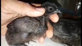 Kadaknath: The black chicken