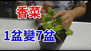 種香菜 一盆變七盆 只要20元