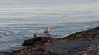 Mysterious Sea Creature in Georgia Strait?