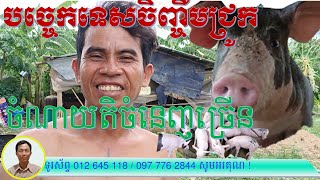 ការចិញ្ចឹមជ្រូកលក្ខណះគ្រួសារនៅភូមិស្វាយប្រគាប់ស្រុកបាណន់ខេត្តបាត់ដំបង