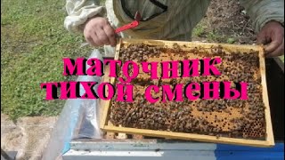 Маточник тихой смены  Пчелы сами меняют матку