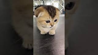 Маленький котенок #Котик