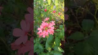 kanakambaram flowers