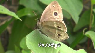 30秒の心象風景1651・ジャノメチョウが舞う～姫路市船津町大沢～