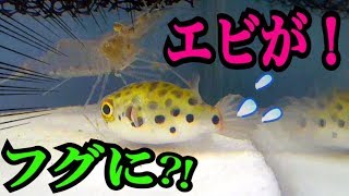 ミニチュア版ハルカとハルナ？！かわいいフグ飼育します☆