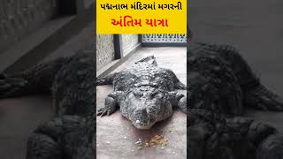 Amazing Facts||Magarni antim yatra||મગરની અંતિમ યાત્રા#Short video#youtubeshorts#