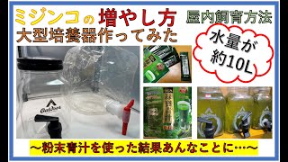 【ミジンコの繁殖】タマミジンコのエサに粉末青汁を使った結果あんなことに… ▶大型培養器作ってみた♪◀