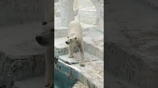 20240208 1450 天王寺動物園 ホッキョクグマ ホウちゃん（壁ドンターン）