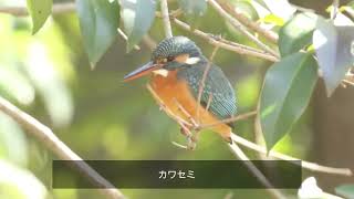 大泉緑地公園野鳥撮影2023年1月29日