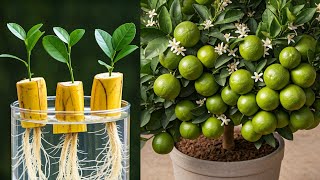 LIVE🔴🌿How to Grow a Lemon Tree at Home: Easy Guide for Beginners #livestream #live