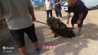 曾价值百万的藏獒，如今面目全非浑身长疮，5块一斤狗肉馆都不要