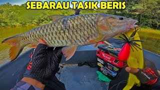 Ikan Sebarau Makan Jump Frog di Tasik Beris!