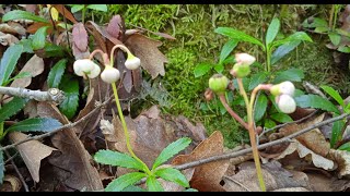 Зимолюбка зонтична 🌿 Долина річки Джурин