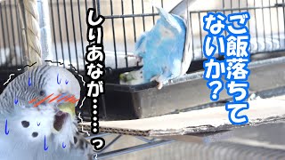 【セキセイインコ】灯火ちゃんのおしっぽが抜けました