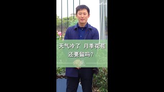 天冷了，月季花苞还留不留？【天狼说月季】