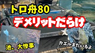 トロ舟は一般のメダカ飼育に不向きです。【めだか】