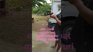 cara cepat melatih nuri kepala hitam ftm sebelum perdana ff #nurikepalahitam #burungpintar #nuri