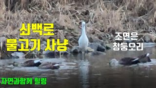 쇠백로의 물고기 사냥 조연은 청둥오리