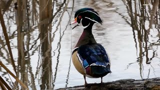 The Call Of A Male Wood Duck!