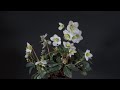 timelapse of a flower blooming stunning nature beauty in 1 minute