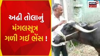 Maharashtra News: અઢી તોલાનું મંગલસૂત્ર ગળી ગઈ ભેંસ ! | Gujarati News | News18 Gujarati