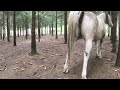 Adorable Horse #horses #reels #animal #horsesofinstagram #horseriding #horselove #instahorse #love