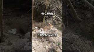 【大久野島】かわいい子ウサギがいました【うさぎの島】