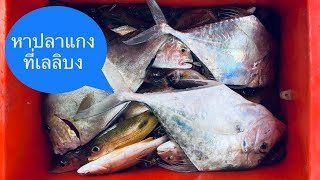 หาปลาแกงที่เลเกาะลิบง TrangKhe Fishing EP.45