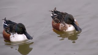 1239.　木幡池♪　気が荒れているハシビロガモたち