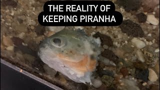 The Reality Of Keeping Piranha - Red Belly Piranha Tank Update - Care Guide And Live Feeding