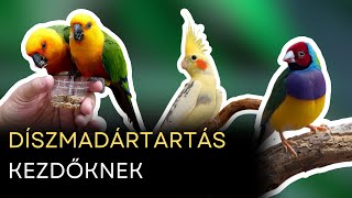 Madárgondozás A-Z: Kalitkák, etetés, és a boldog madár titka