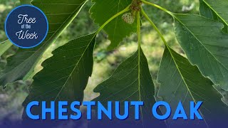 Tree of the Week: Chestnut Oak