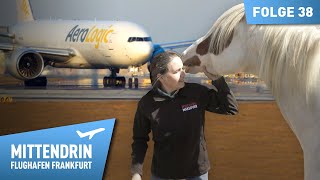 Eine Boeing voller Mustangs - Pferdetransport per Flugzeug | Mittendrin Flughafen Frankfurt 38