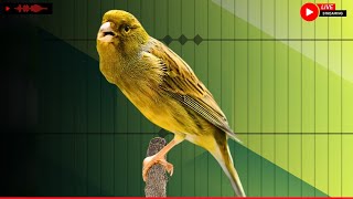 A Special Canary to Seduce All The Canaries - The Belgian Singing Canary training