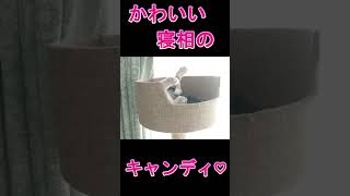 何か突き出ていると思ったらすごい寝相の子猫でした#shorts