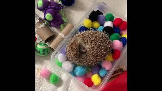 Hedgehog pets 101