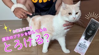 猫もとろける魔法のブラシでブラッシングしてみた！はたして本当にとろけるのか？