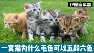 一窝猫为什么毛色可以五颜六色？