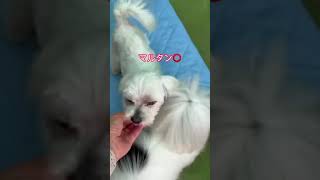 里親チャンネル　よろしくお願いします