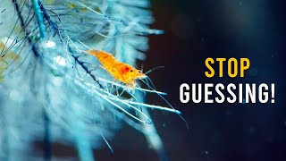 12 Shrimp Myths That Still Confuse Aquarists... Finally CLARIFIED!