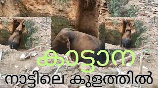 Kothamangalam Kottappady Elephant Rescue||കോട്ടപ്പടിയിൽ കാട്ടാന കുളത്തിൽ@TravelWithAnil8154