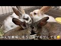 8羽のうさぎの飼い主のモーニングルーティン！〜morning routine of rabbits s owner〜